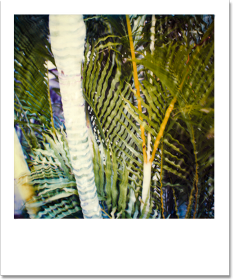 delray palm