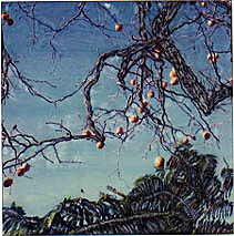 persimmon tree