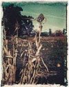 pumpkins in corn fields